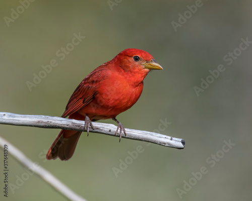 Male Summer Tanager on a perch
