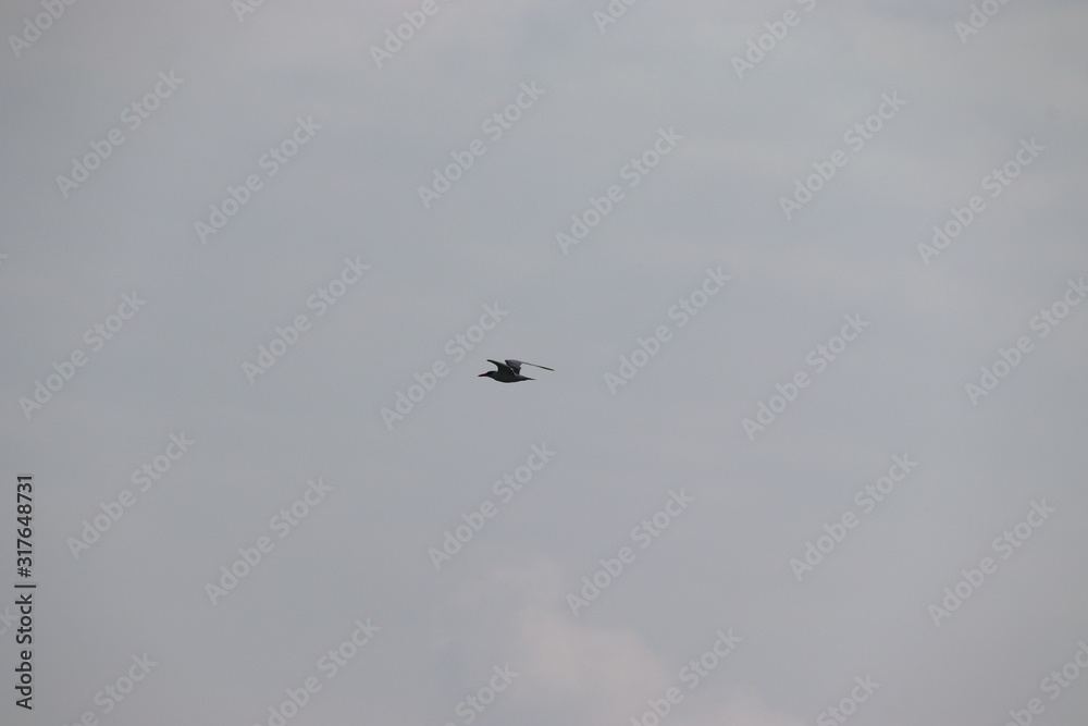 Seagull bird flying in the sky Seagull bird flying in the sky