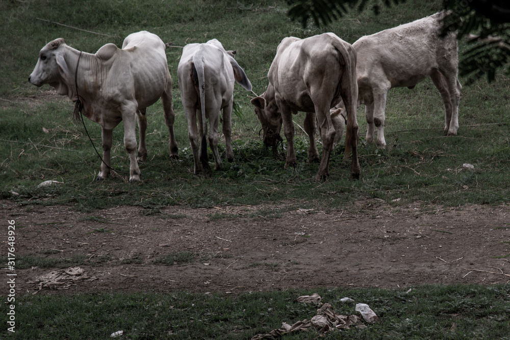 Herd of white cows on a field on a nite day in summer.