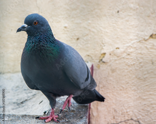 Outdoor pigeon 