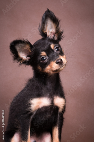 Portrait of a little Russian toy dog on a brown background