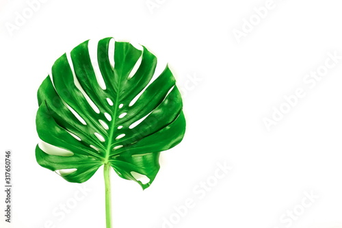 tropical green monstera leaf isolated on a white background. top view.copy space.abstract.