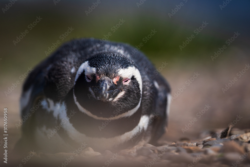 Obraz premium Magellanic penguin lying down in Ushuaia, Argentina, Tierra del Fuego, Patagonia