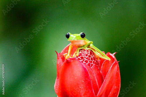 Gliding tree frog (Agalychnis spurrelli) is a species of frog in family Hylidae. It is found in Colombia, Costa Rica, Ecuador, and Panama. photo