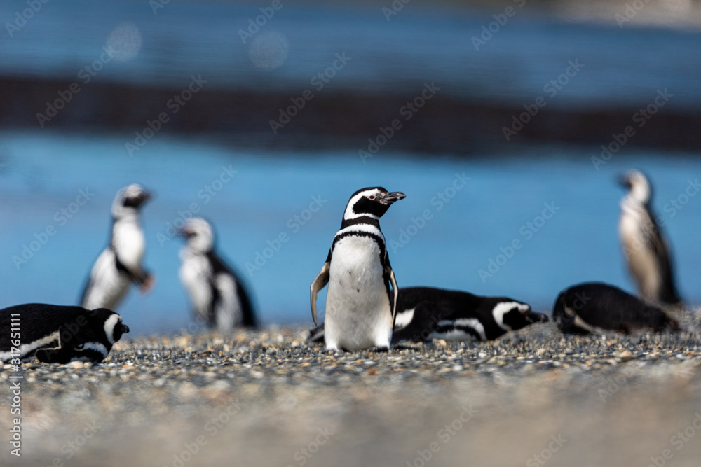 Fototapeta premium Magellanic penguin near the ocean in Ushuaia, Argentina, Tierra del Fuego, Patagonia