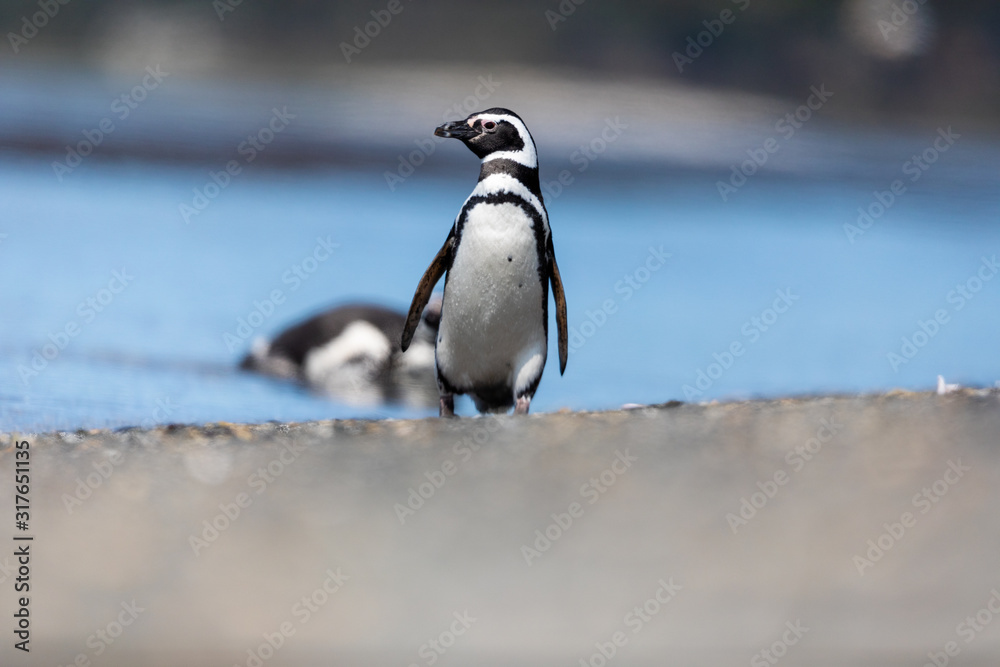 Naklejka premium Magellanic penguin near the ocean in Ushuaia, Argentina, Tierra del Fuego, Patagonia