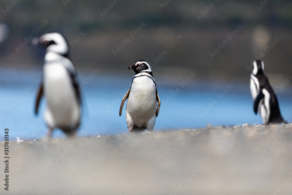 Obraz premium Magellanic penguin near the ocean in Ushuaia, Argentina, Tierra del Fuego, Patagonia