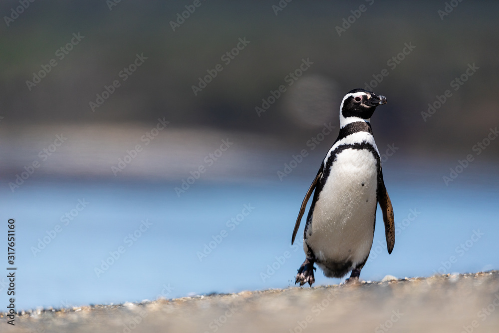 Fototapeta premium Magellanic penguin near the ocean in Ushuaia, Argentina, Tierra del Fuego, Patagonia
