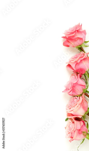 Beautiful pink roses isolated on white background top view, copy space.