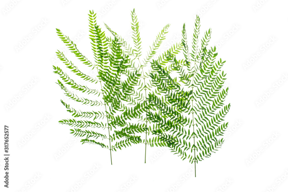 green leaves frame on white background