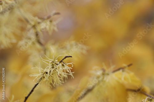 Hamamelis virginiana. Autumn flowering shrub flowers close-up on a yellow background.