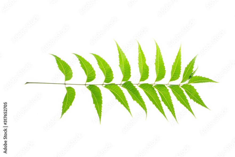 green leaves frame on white background green leaves frame on white background
