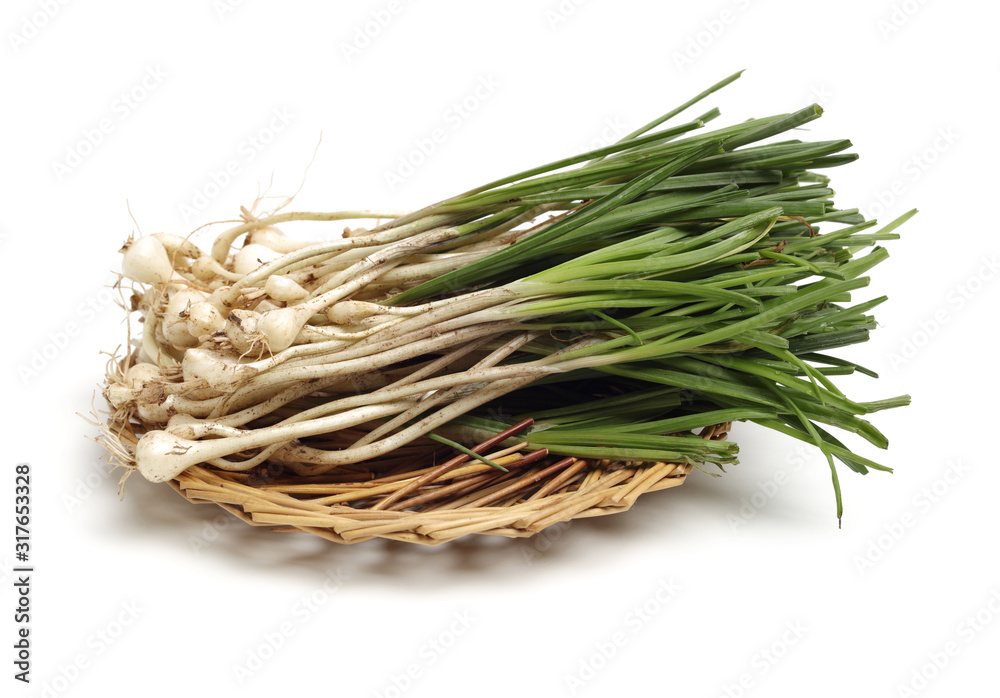 Allium macrostemon Bunge on white background Allium macrostemon Bunge on white background