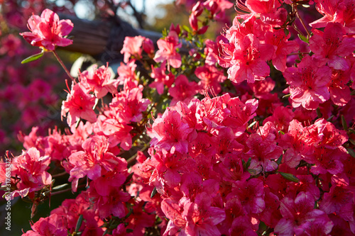 Pink azalea flower buds outdoor