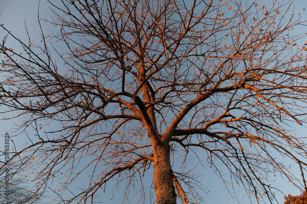 Bare tree at sunset in fall against blue sky Bare tree at sunset in fall against blue sky