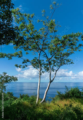 Panoramic View with a Tree and the Ocean in the background  Sayulita Mexico.