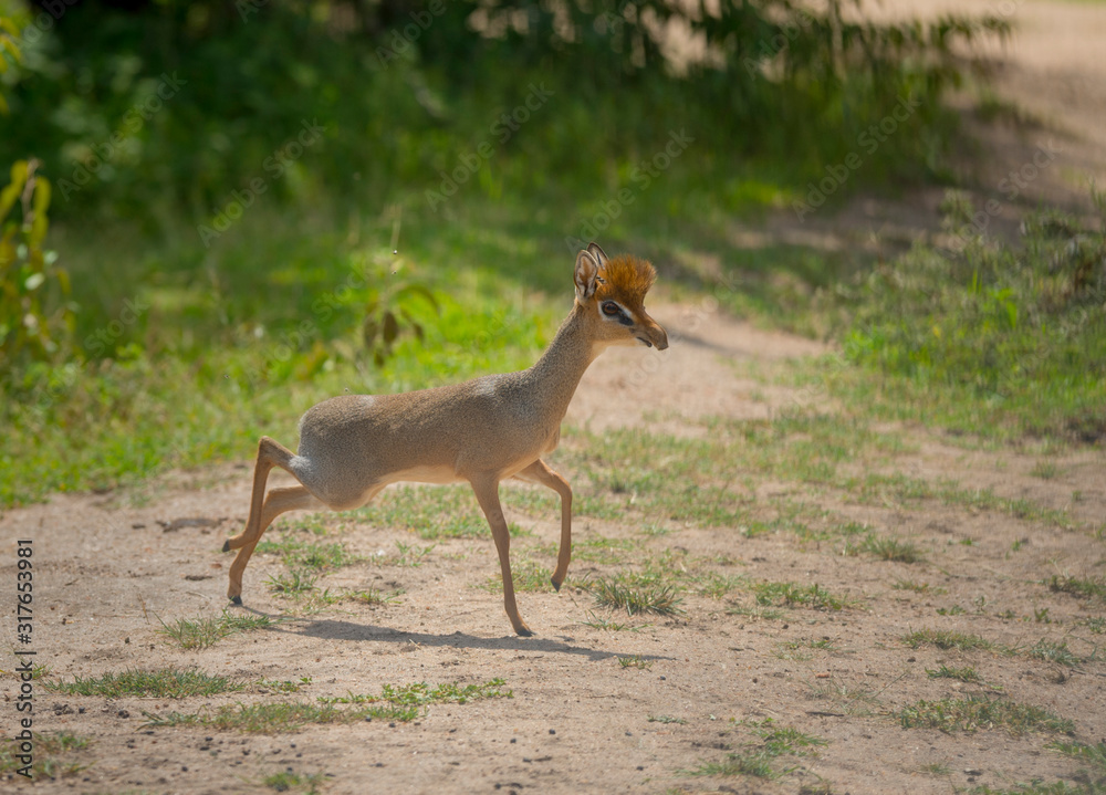 Obraz premium Very shy and alert dik dik Male is seen at Masai Mara, Kenya, Africa