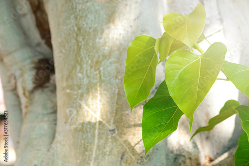 Green leaf Pho leaf, (bo leaf, bothi leaf) with sunlight in nature. Bo tree representing Buddhism in thailand. photo