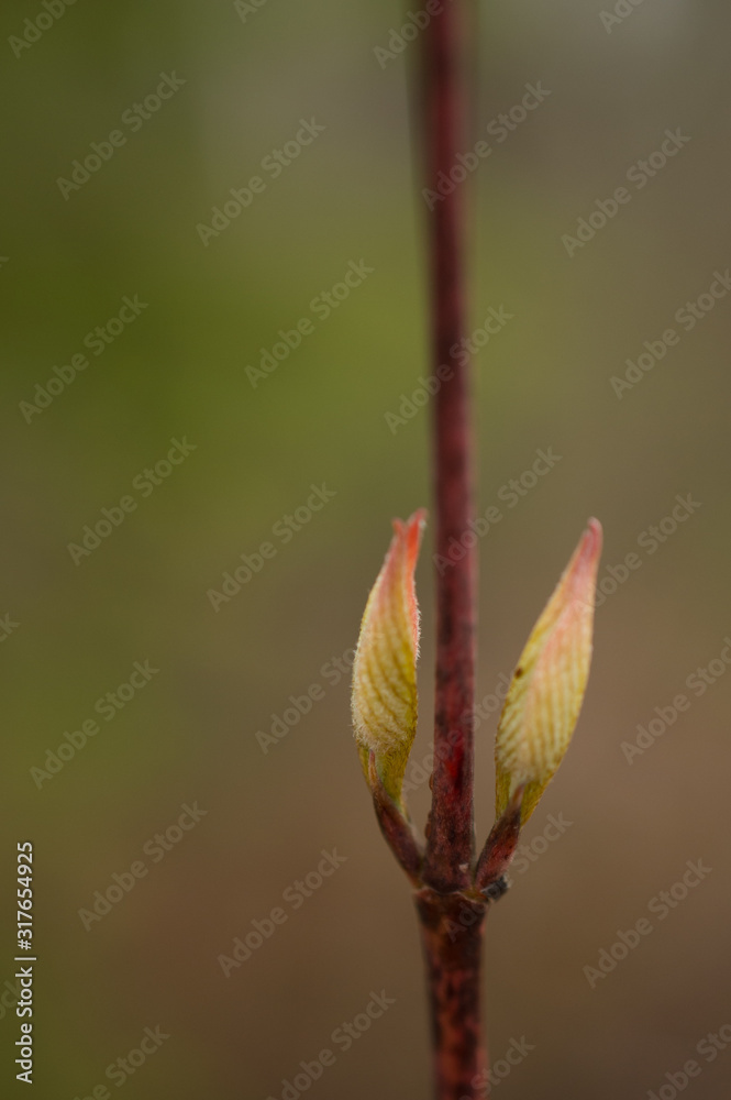 New Spring Buds on Branch