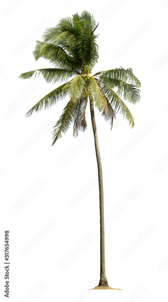 Fototapeta premium Coconut palm tree isolated on white background