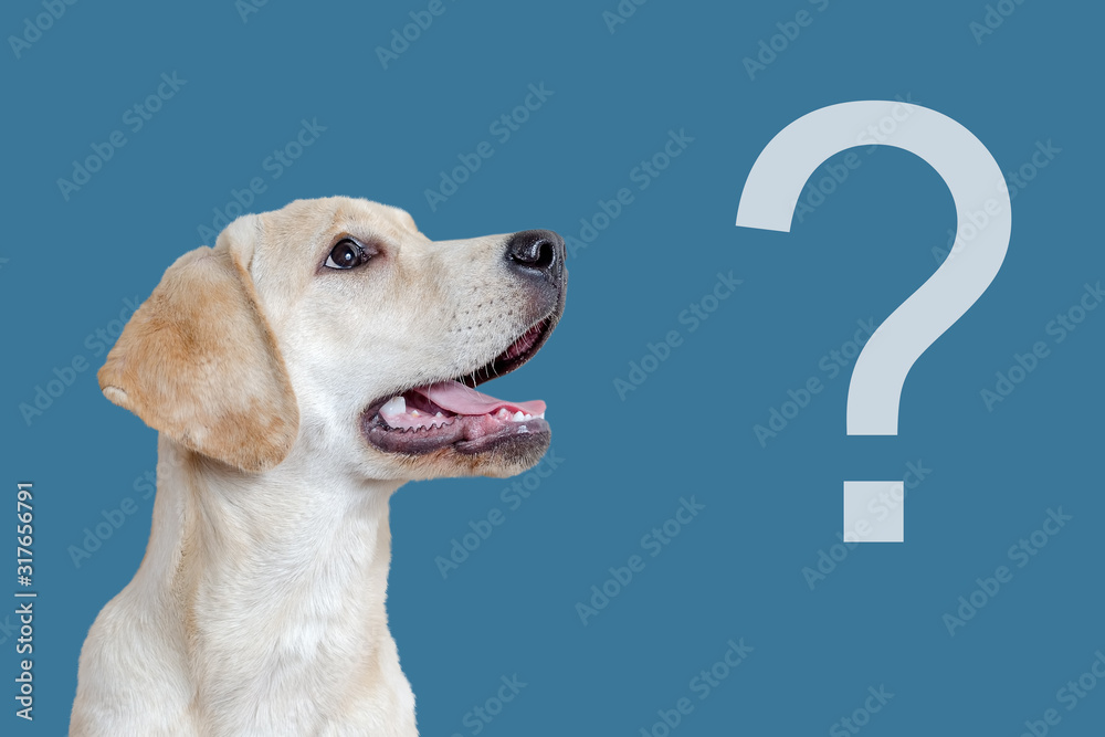 Curious dog and question mark on a blue background, faq concept. - obrazy, fototapety, plakaty 