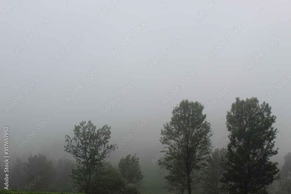 Dew in the morning in the mountains of West Java Dew in the morning in the mountains of West Java