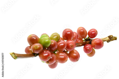 Coffee berries red green on branch on white background.