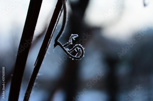 Branch covered in ice cold white frost in the winter. first frosts, cold weather, frozen water, frost