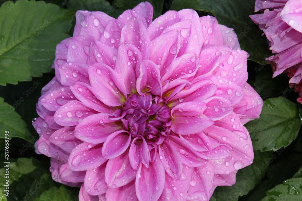 Closeup of a purple flower with water droplets on it's petals. Closeup of a purple flower with water droplets on it's petals.