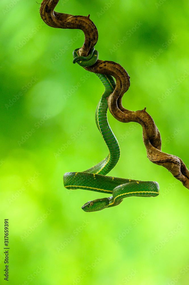 Obraz premium Bothriechis lateralis is a venomous pit viper species found in the mountains of Costa Rica and western Panama