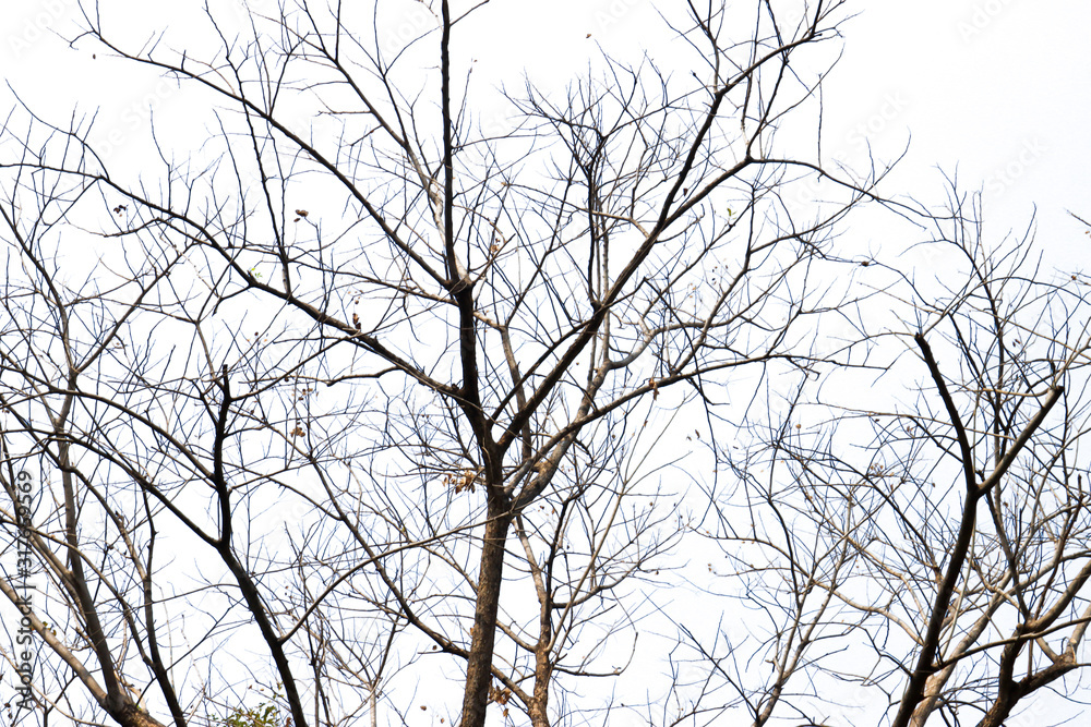 Beautiful tree branch on white background. isolated photo. Beautiful tree branch on white background. isolated photo.