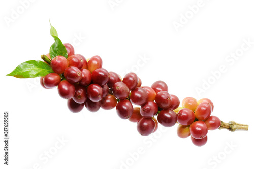 Coffee berries red and green on branch on white background.