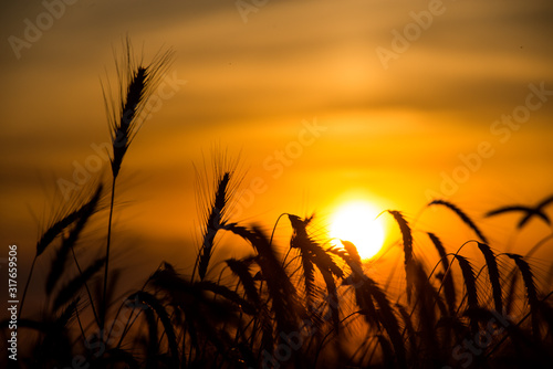 silhouettes of wheat against the background of the Golden sun falling over the horizon