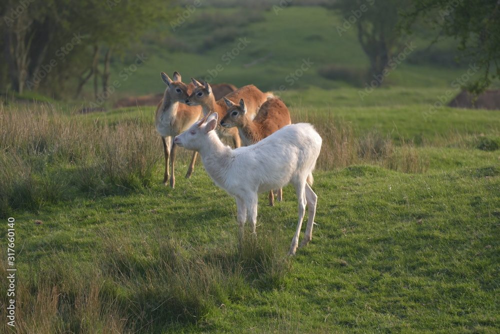 Herd of vicugna, or vicuna, relaxing in grassland