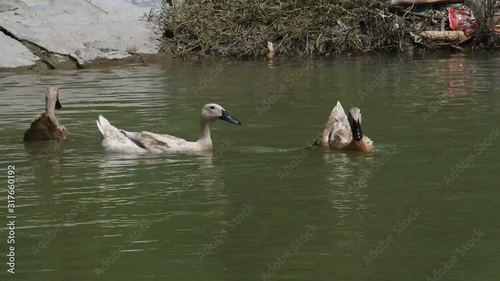 footage of bathing ducks crowded in the river