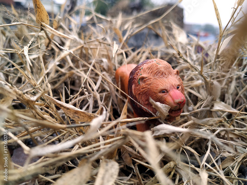 a plastic lion hide behind yellow dry grass