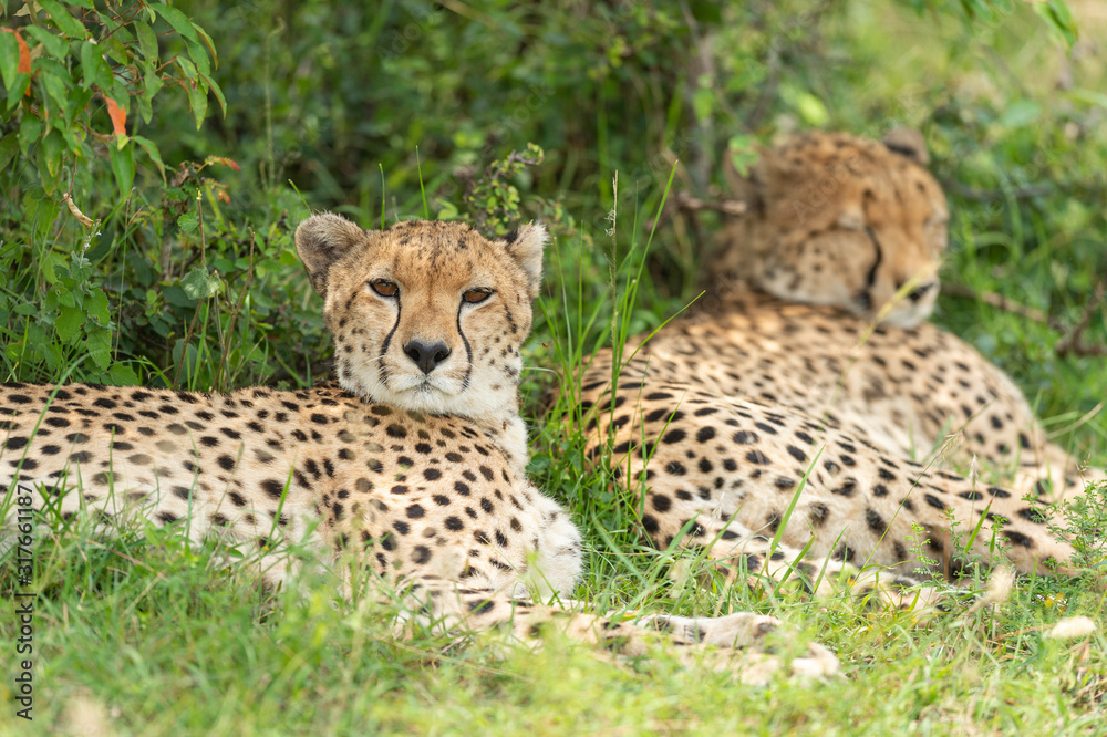 Two cheetah are sleeping in bush in Masai Mara, Kenya, Africa Two cheetah are sleeping in bush in Masai Mara, Kenya, Africa