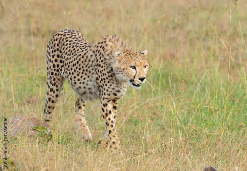 Cheetah stalking on a prey seen at Masai Mara, Kenya, Africa
