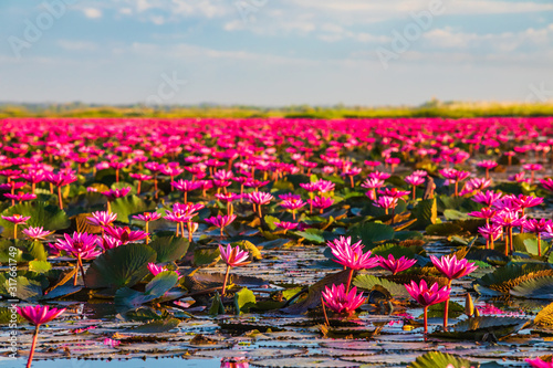 Beautifui red lotus in the lake at Udonthani province, Thailand. photo