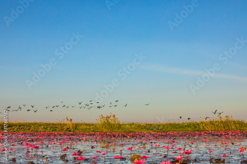 The bird on beautifui red lotus in the lake at Udonthani province, Thailand.