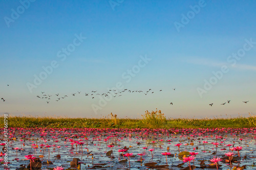 The bird on beautifui red lotus in the lake at Udonthani province, Thailand.