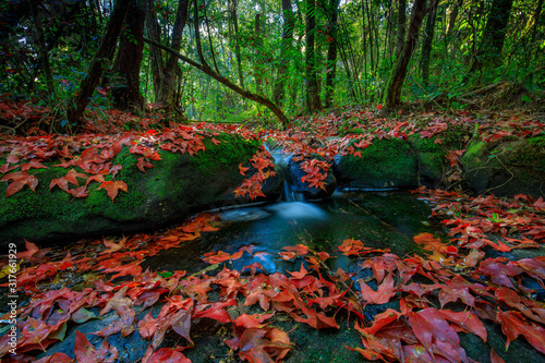 Colourful of maple leafs on the stream in autumn season, Phu-Hin-Rong-kla National park, Phitsanulok province, Thailand.