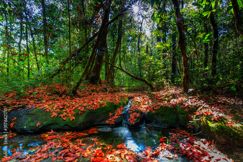 Colourful of maple leafs on the stream in autumn season, Phu-Hin-Rong-kla National park, Phitsanulok province, Thailand.