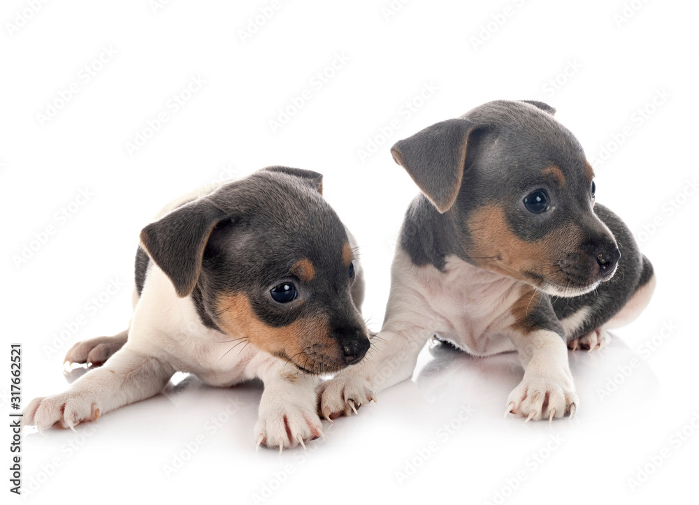 puppies brazilian terrier in studio puppies brazilian terrier in studio