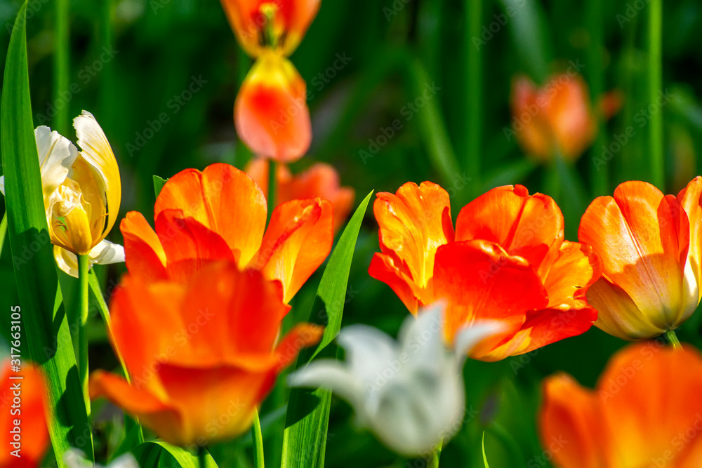 Tulip festival in St. Petersburg on Elagin island. Tulip festival in St. Petersburg on Elagin island.