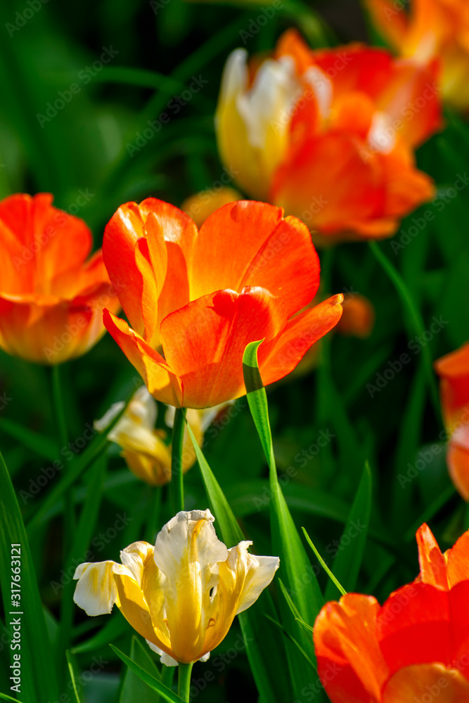 Tulip festival in St. Petersburg on Elagin island. Tulip festival in St. Petersburg on Elagin island.