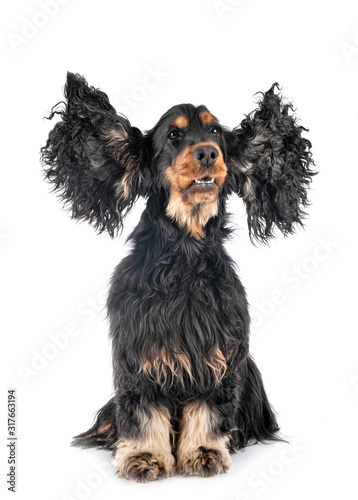 Obraz na płótnie cocker spaniel in studio