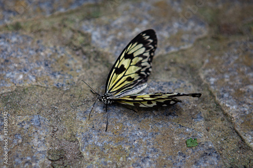 Not all monarch butterflies make it to Mexico. Some are overcome by temperature or wind and die while attempting to cross the Great Lakes.