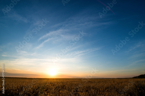a field of Golden wheat is sprouting in the rays of sunset  and Cirrus clouds are floating in the sky