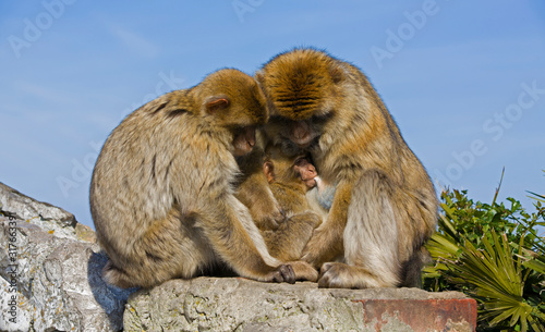 Monkey Family Enjoying Quality Time Together © Rolf